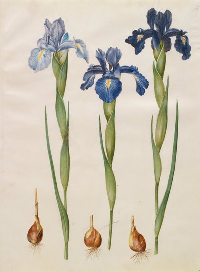 Iris xiphioides door Johannes Simon Holtzbecher